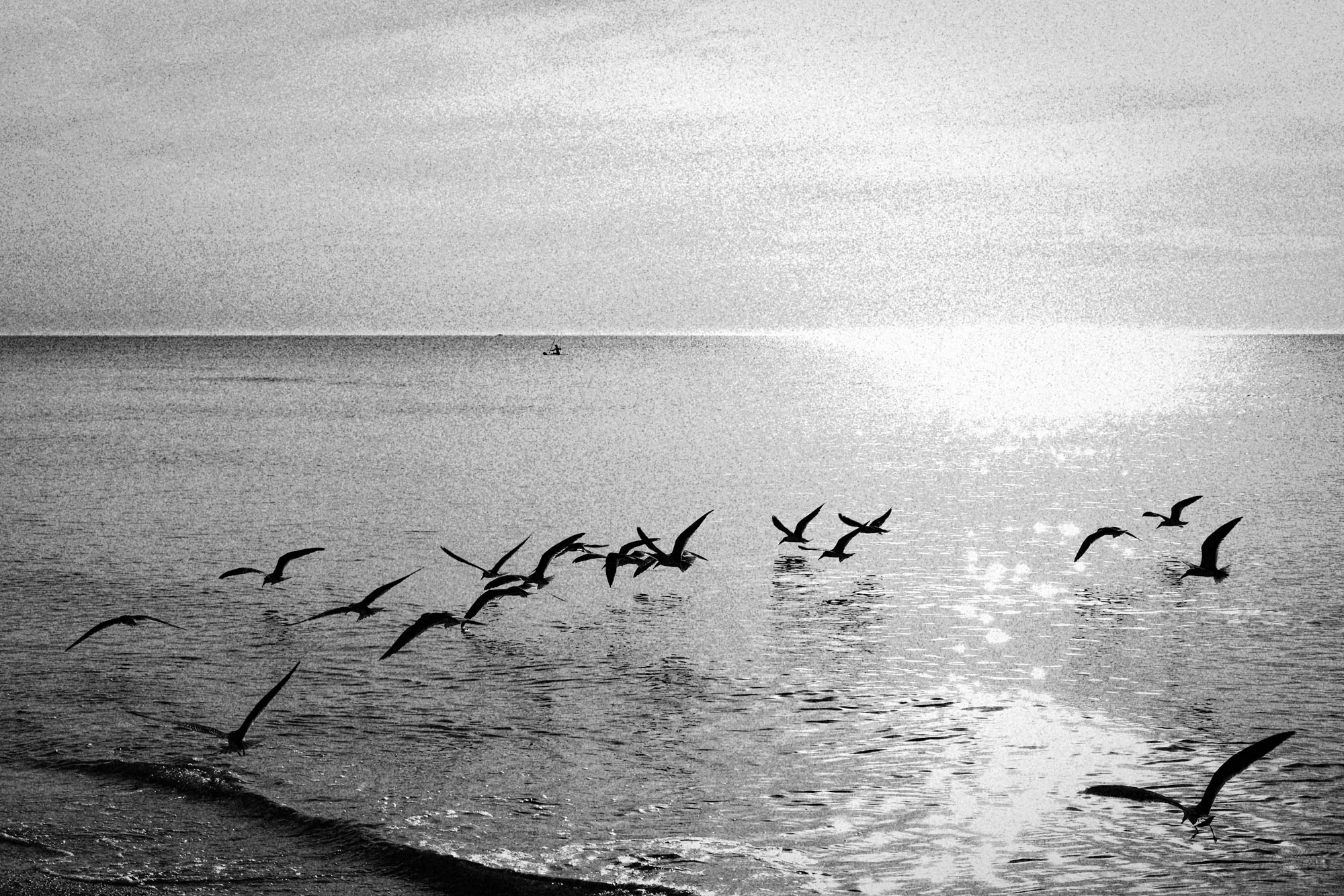 Birds